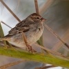Vrabec pokrovni - Passer hispaniolensis - Spanish Sparrow o9988